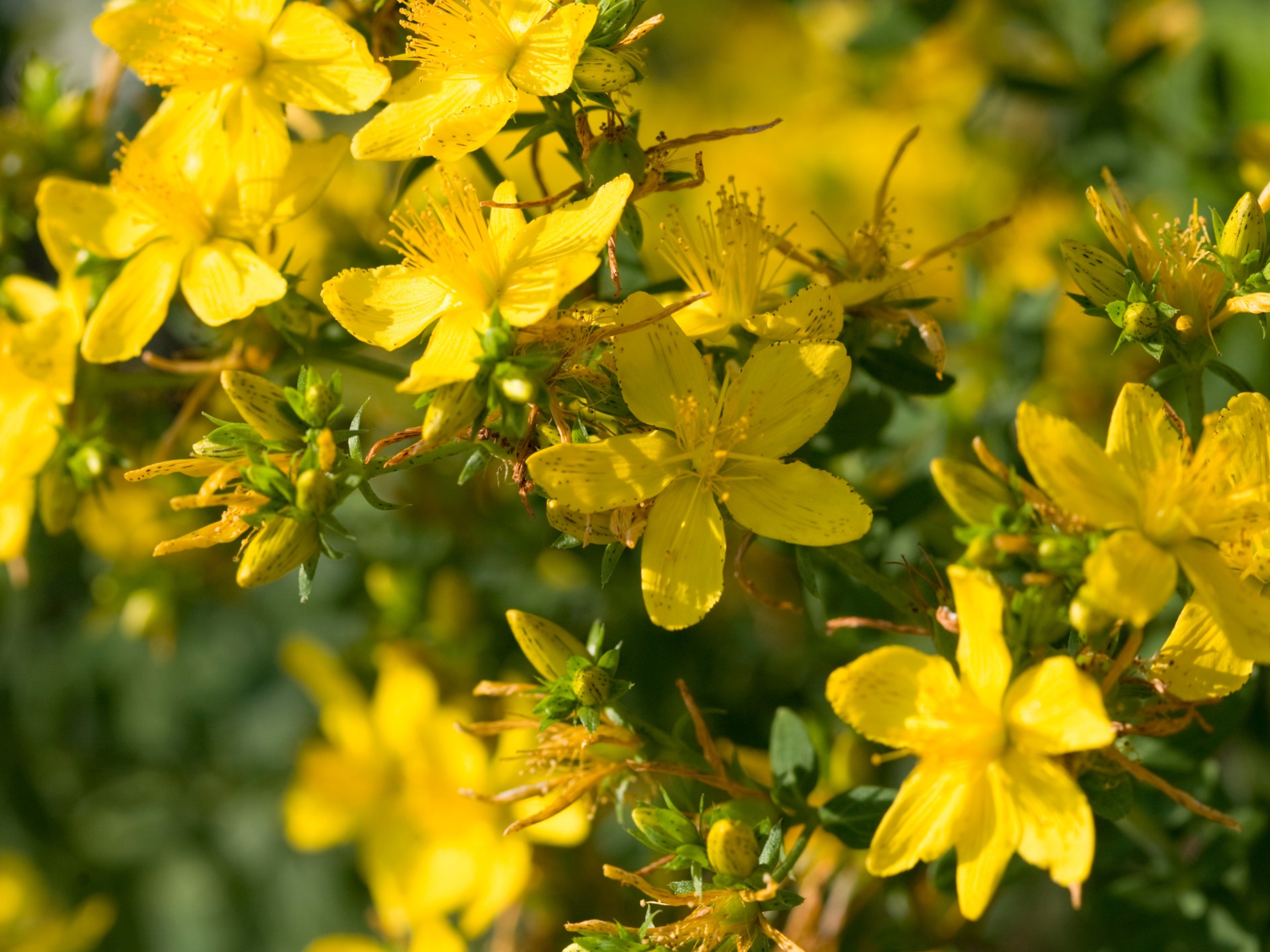 st john's wort